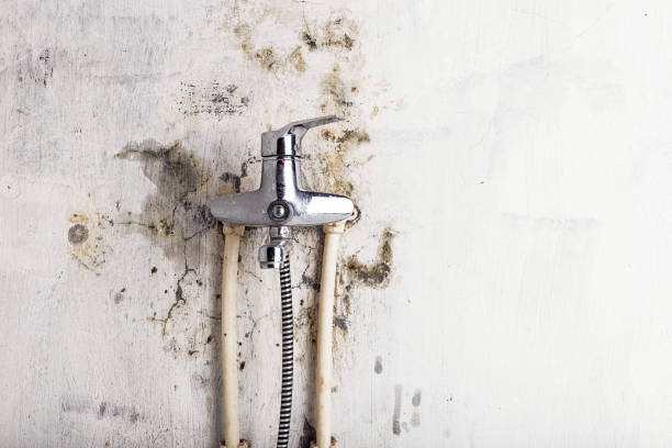 Best Same-Day Mold Removal  in Elk Grove Vlage, IL