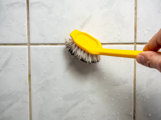 Best Professional Mold Removal  in Elk Grove Vlage, IL
