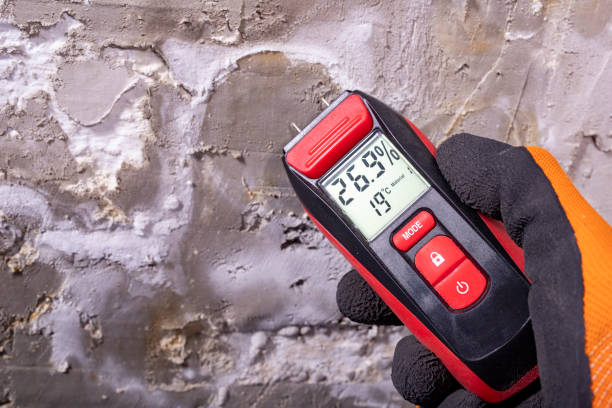 Attic Mold Removal in Elk Grove Village, IL