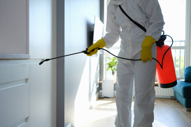Best Attic Mold Removal  in Elk Grove Vlage, IL