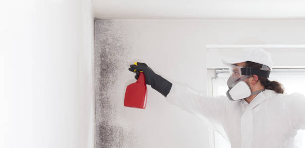 Best Black Mold Removal  in Elk Grove Vlage, IL