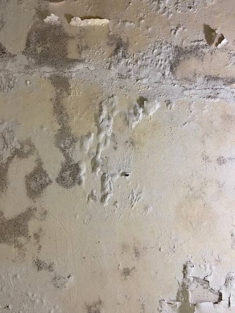 Best Office Mold Removal Services  in Elk Grove Vlage, IL