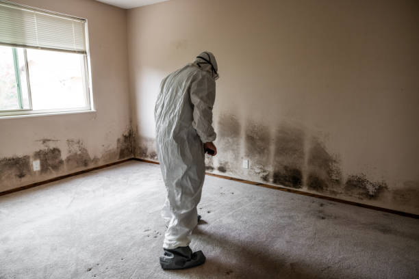 Best Toxic Mold Removal  in Elk Grove Vlage, IL