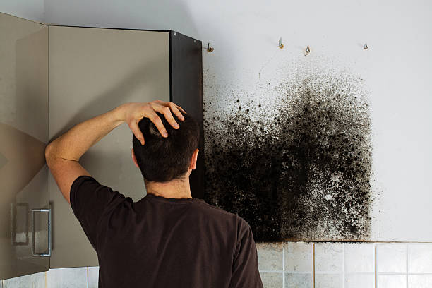 Mold Testing and Removal in Elk Grove Village, IL