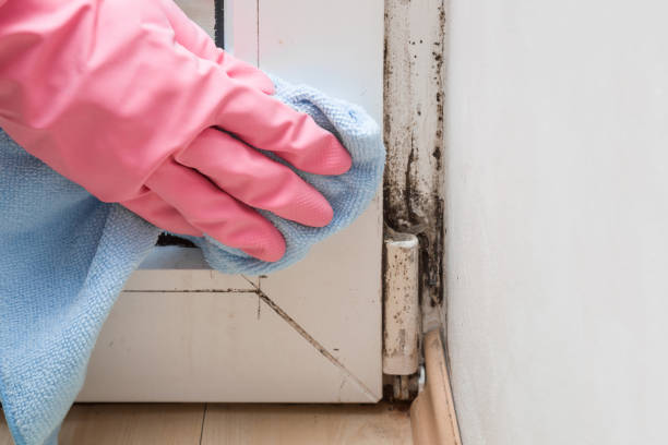 Reliable Elk Grove Village, IL Mold Removal Solutions